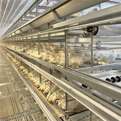 家禽耕作の5000羽の鳥のための電流を通された卵の層の鶏のおり