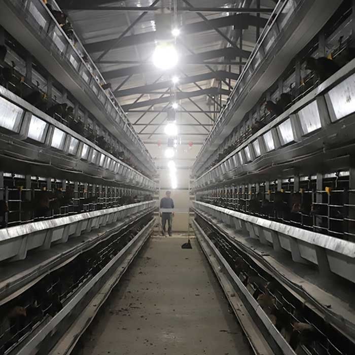 Q235鋼線の家禽の鶏のおりの安定した性能0 -農場のための20kw力
