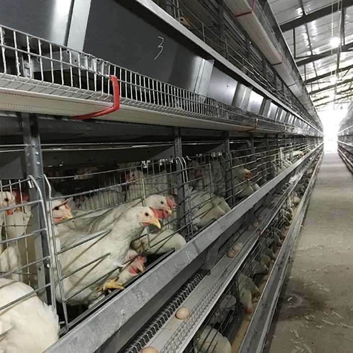 サウジ アラビアHのタイプ自動電池の鶏のおりシステム インドネシア家禽の農機具