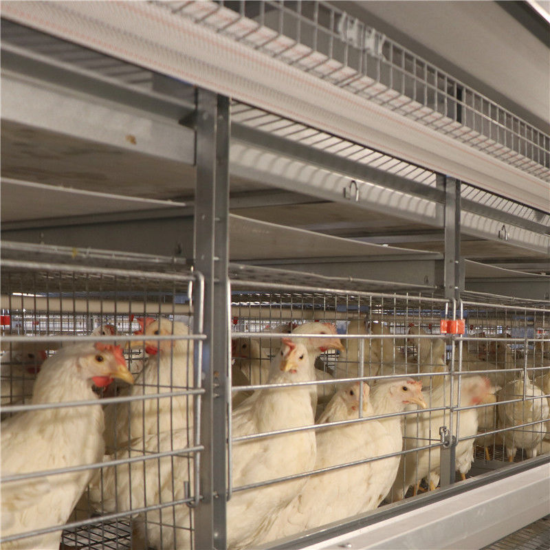 家禽耕作の5000羽の鳥のための電流を通された卵の層の鶏のおり