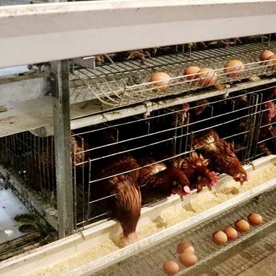 強力きれいになること容易な大規模の農場の卵の販売のためのタイプ層の鶏のおり