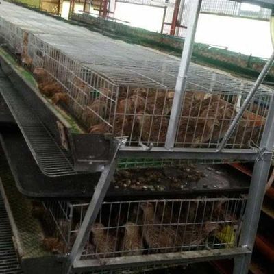 ねじれるより少ない足/傷害のウズラは主要な繁殖の企業のための金庫をおりに入れます