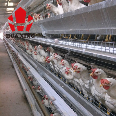 おりの製造業者90 - 160鳥の熱い電流を通された置く雌鶏の農機具は鶏のおりを層にする