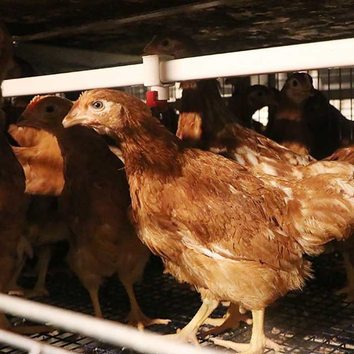 Antirust鶏の卵の層のおりの置く雌鶏電池おりの耕作