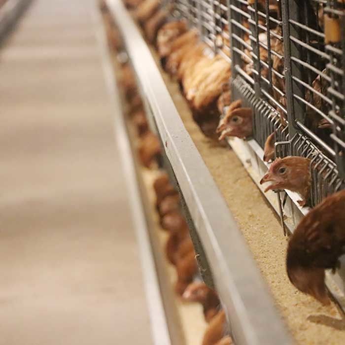 熱い浸された電流を通されたワイヤー鶏のおり、商業鶏のプロセス用機器