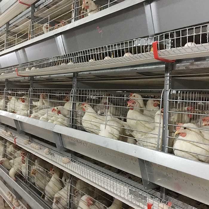 照明の層の鶏のおりの高性能の省力化を上げる農場
