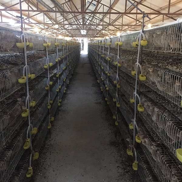 家禽のための自動電池おり、5つの層/6つの層の中型の鳥籠
