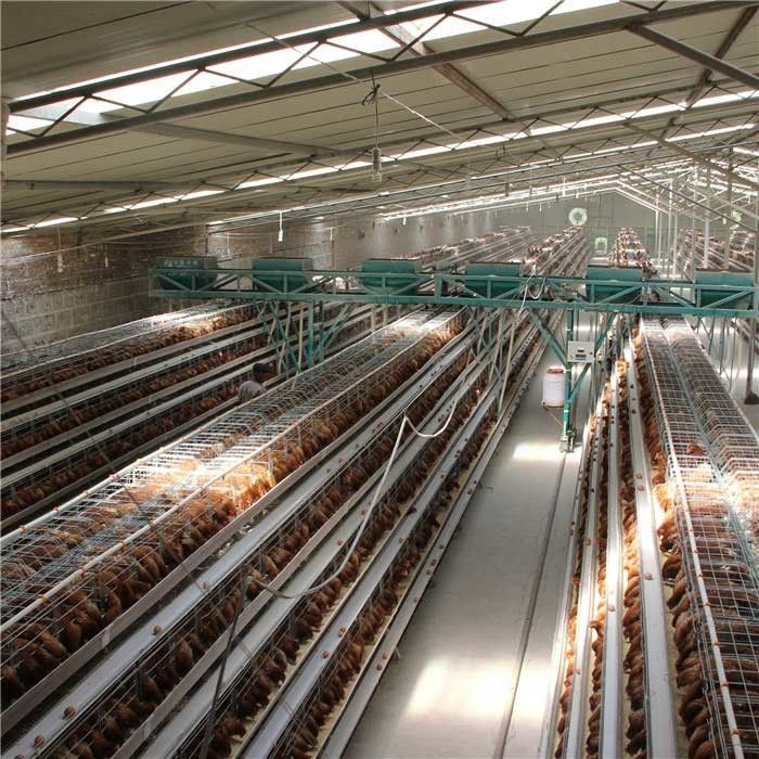 省力化を働かせている鶏のためのHのタイプ4層の自動家禽の送り装置システム