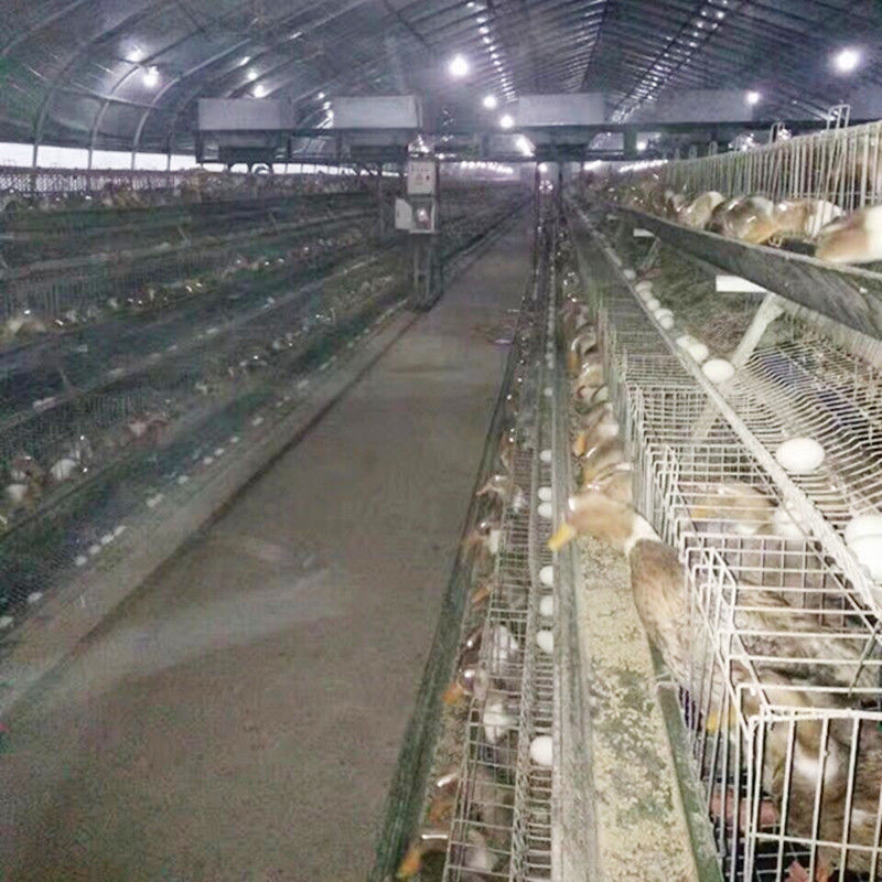 養鶏場の装置/卵の層はマレーシアの農場のためのおりに入れたり/鋼鉄アヒルのおり