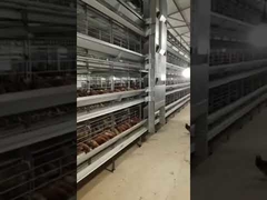 Farming 4 Door H Layer Chicken Cage With Nipple Drinker